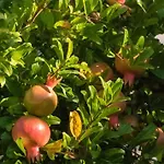 Terra Mare Agios Dimitrios (Kefalonia)