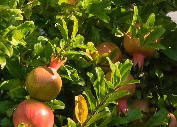 Terra Mare Agios Dimitrios (Kefalonia)